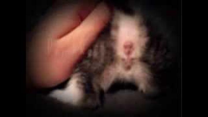 Как определить пол котенка. Как отличить кота от кошки