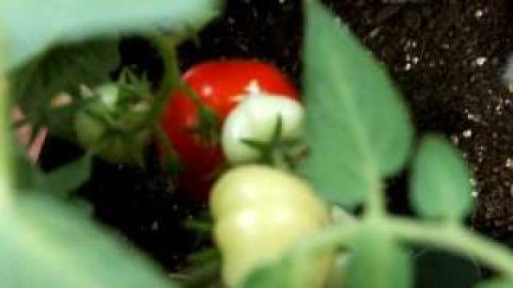 Огород на балконе 3 (Urban Gardening)