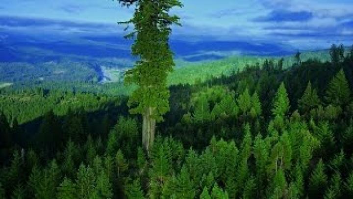 Самые высокие деревья в мире (The tallest trees of the world)