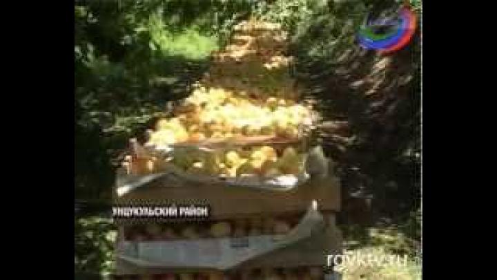В Дагестане в самом разгаре сбор урожая абрикосов