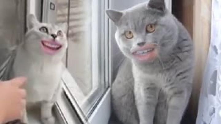 Смешная Вирусная бизнес реклама кошачьего корма. Или девушка и коты.